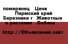 померанец › Цена ­ 30 000 - Пермский край, Березники г. Животные и растения » Собаки   